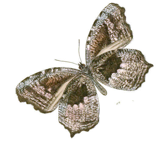 Imagem de Elymnias nesaea Linnaeus 1758