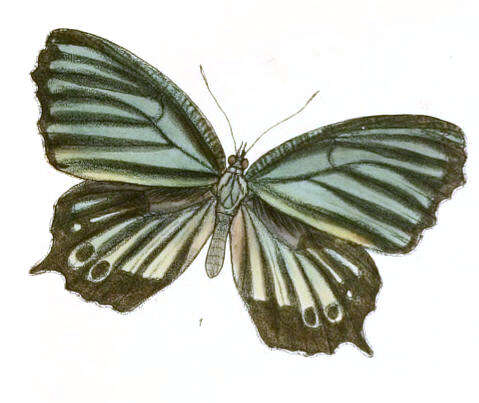 Imagem de Elymnias nesaea Linnaeus 1758