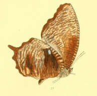 Image of Peal's Palmfly