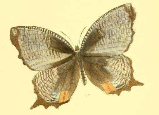 Image of Peal's Palmfly