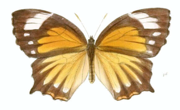 Image of Elymnias caudata Butler 1871