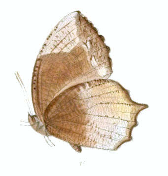 Image of Elymnias caudata Butler 1871