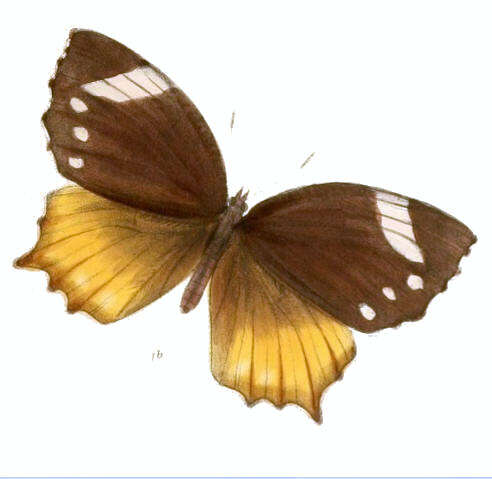 Image of Elymnias caudata Butler 1871