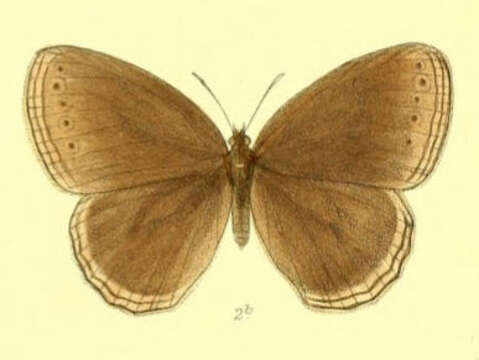 Image of Zipaetis scylax Hewitson 1863