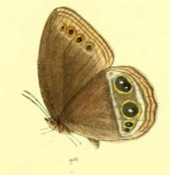 Image of Zipaetis scylax Hewitson 1863