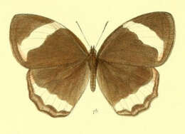 Image of Zipaetis saitis Hewitson 1863