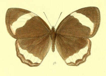 Image of Zipaetis saitis Hewitson 1863