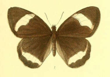 Image of Zipaetis saitis Hewitson 1863