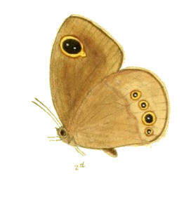 Image of Callerebia nirmala Moore 1865