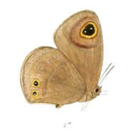 Image of Callerebia nirmala Moore 1865