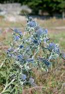 Image of amethyst eryngo