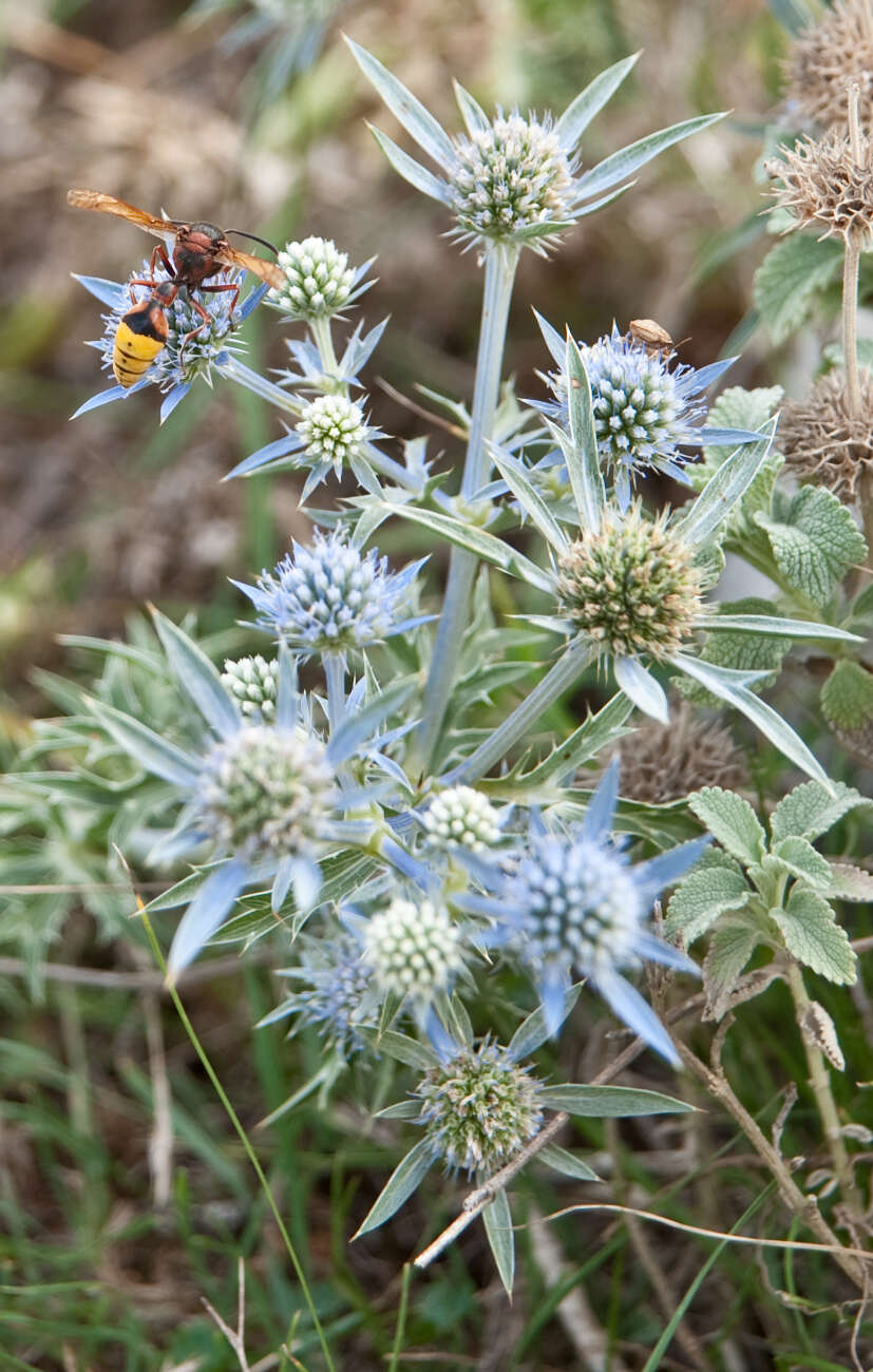 Image of amethyst eryngo