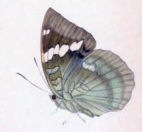 Image of Euthalia patala Kollar 1844