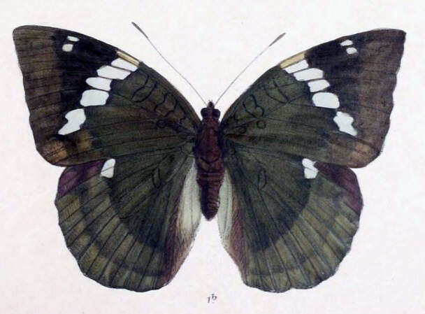 Image of Euthalia patala Kollar 1844