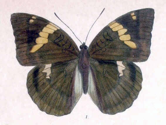 Image of Euthalia patala Kollar 1844