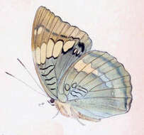 Image of Euthalia patala Kollar 1844