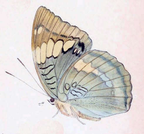 Image of Euthalia patala Kollar 1844