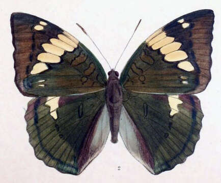 Image of Euthalia patala Kollar 1844