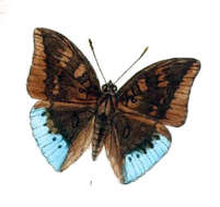 Image of Euthalia mahadeva Moore 1859