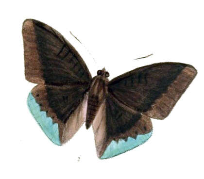 Image of Euthalia mahadeva Moore 1859