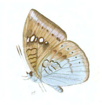 Image of White Tipped Baron