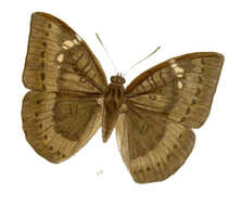 Image of White Tipped Baron