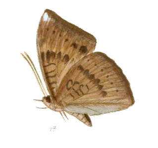 Image of White Tipped Baron