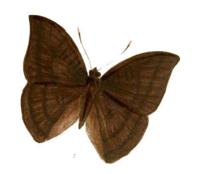 Image of White Tipped Baron