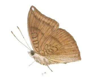 Image of Euthalia eriphylae de Nicéville 1891