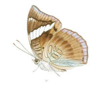 صورة Euthalia phemius Doubleday (1848)