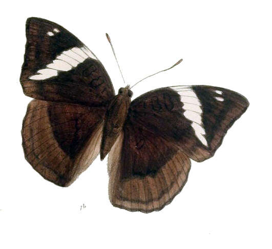 صورة Euthalia phemius Doubleday (1848)