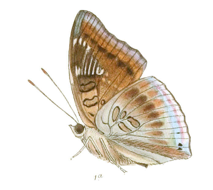 صورة Euthalia phemius Doubleday (1848)