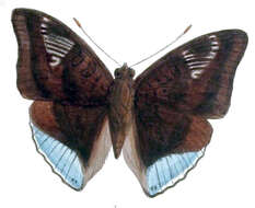 صورة Euthalia phemius Doubleday (1848)