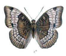 Image of Euthalia monina Fabricius 1787