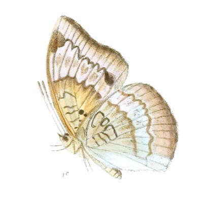 Image of Euthalia monina Fabricius 1787