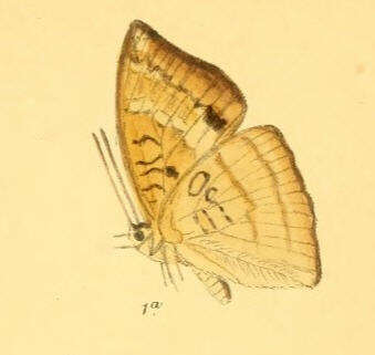 Image of Euthalia monina Fabricius 1787