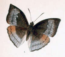 Image of Euthalia monina Fabricius 1787