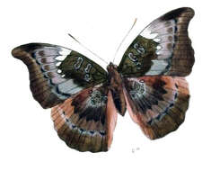 صورة Euthalia anosia Moore 1857