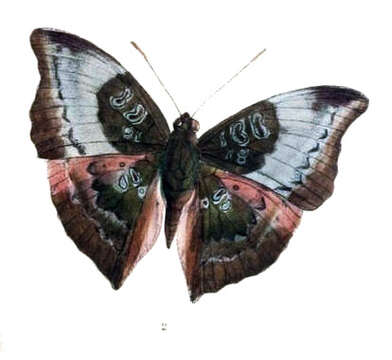 صورة Euthalia anosia Moore 1857