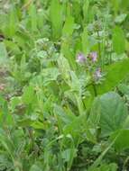 Image of common henbit