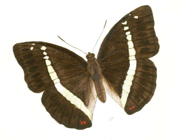 Image of Euthalia recta de Nicéville 1886