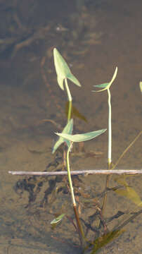 Image of arumleaf arrowhead