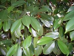 Image of Syzygium papyraceum B. P. M. Hyland