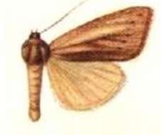 Image of Mythimna irrorata