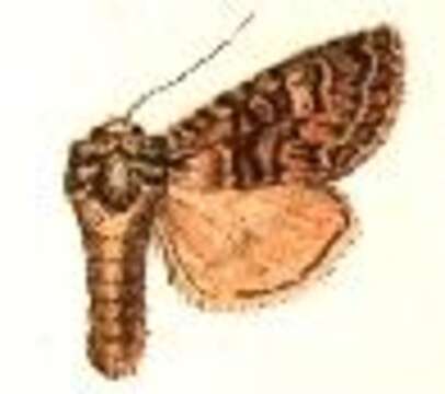 Image of Brachylomia curvifascia Smith 1891
