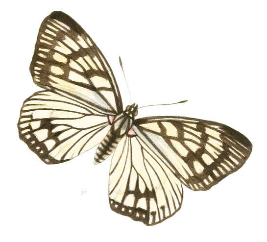 Imagem de Euripus consimilis Westwood 1850