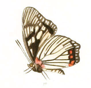 Imagem de Euripus consimilis Westwood 1850