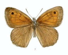 Слика од Hyponephele pulchra