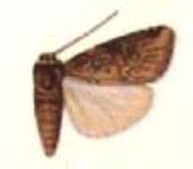 Image of Micragrotis lacteata Hampson 1903