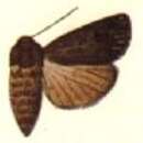 صورة Agrotis brachystria Hampson 1903
